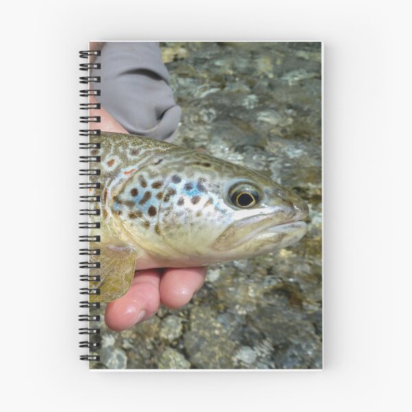 Item preview, A close up of a fish that is a hybrid of marble trout and a brown trout, caught on the Soca River, near Slovenia designed and sold by SnapTPhotograph.