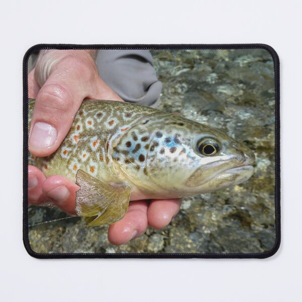 Item preview, A close up of a fish that is a hybrid of marble trout and a brown trout, caught on the Soca River, near Slovenia designed and sold by SnapTPhotograph.