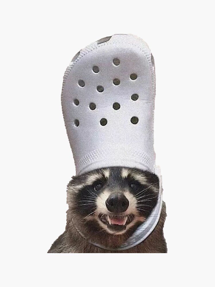 "Racoon with a Crocs on his head" Sticker by Ragondin Redbubble