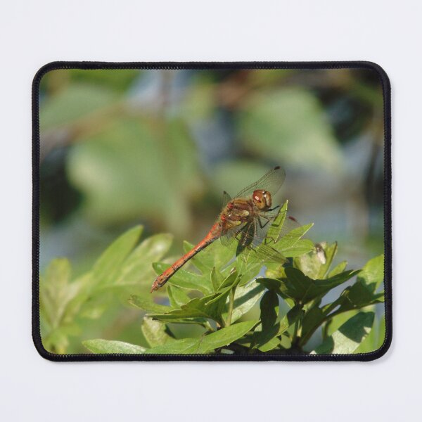 Item preview, Dragonfly Common Darter (Sympetrum striolatum) designed and sold by FastRapidash.