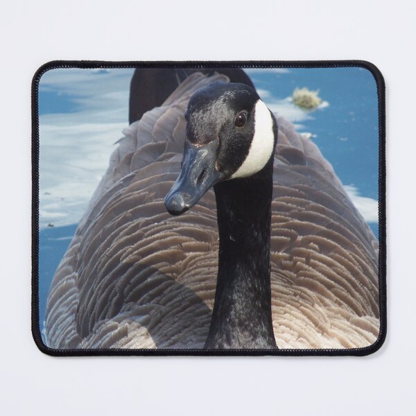 Item preview, Canada Goose (Branta canadensis) designed and sold by FastRapidash.