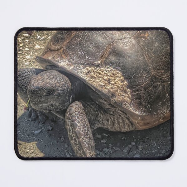 Item preview, Sandy Turtle designed and sold by Barbara Espinosa.