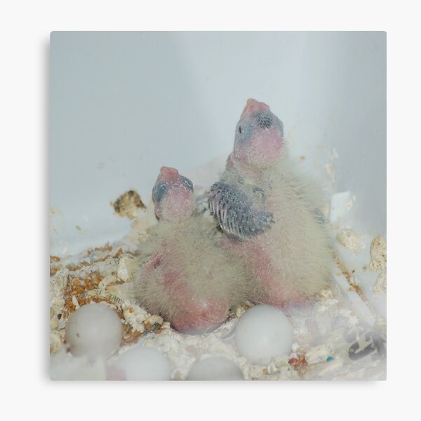 Birds- eggs- chicks- cockatiels Metal Print
