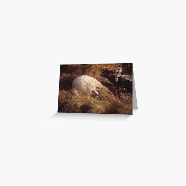 Seal pup Greeting Card