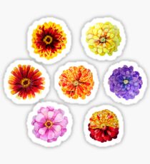 Watercolor zinnia set Sticker