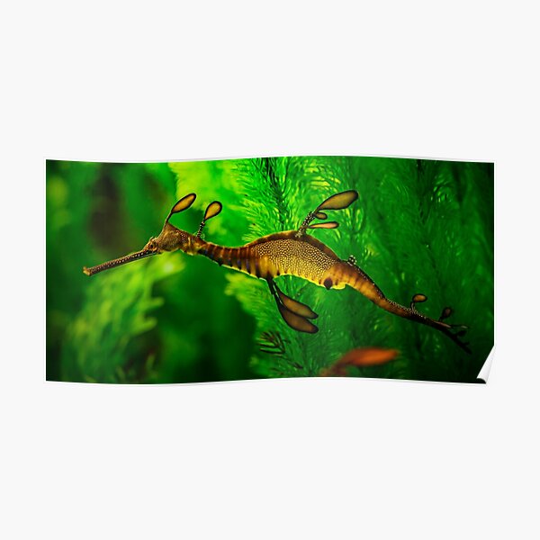 Leafy Sea Dragon Poster