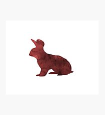 Hase Fotodruck