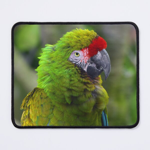 Item preview, Military Macaw designed and sold by Savannah Gibbs.