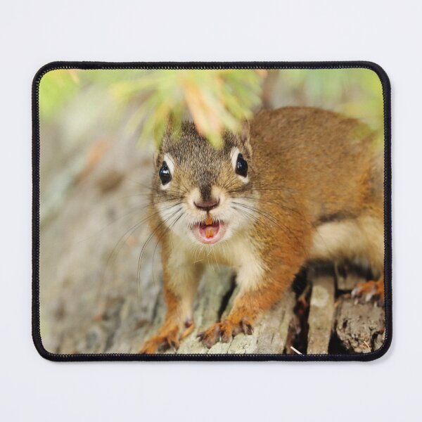 Item preview, Red Squirrel designed and sold by Alyce Taylor.