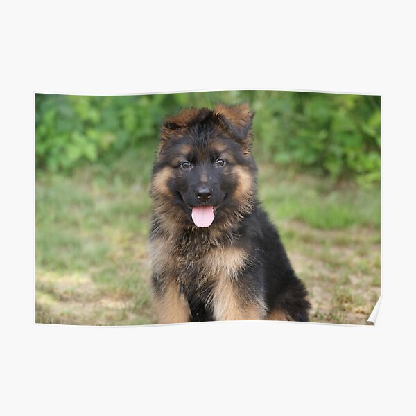 German Shepherd Dog Posters Redbubble