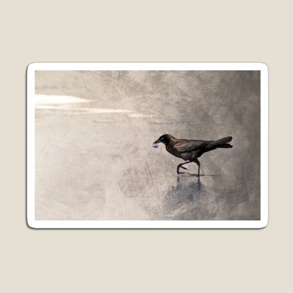 Crow Carries Magnet