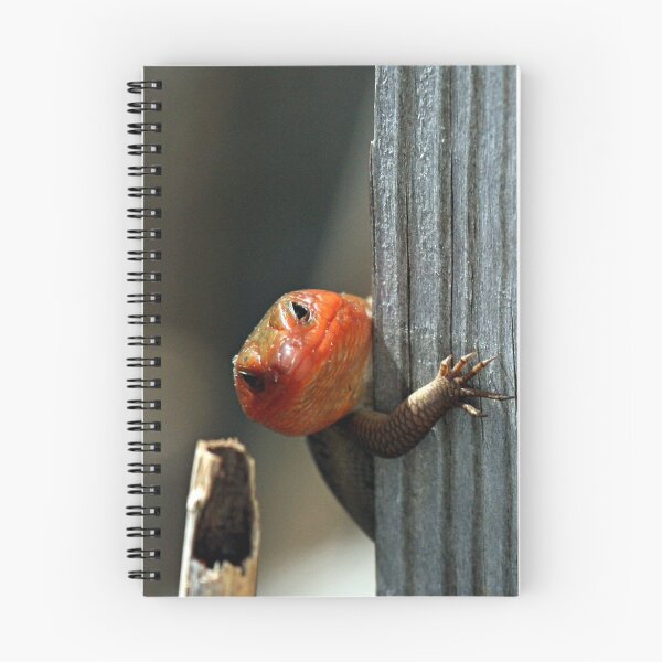 Item preview, Go Away designed and sold by J. L. Gould.