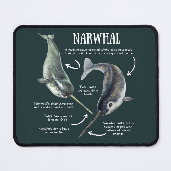 Item preview, Narwhal Fun Facts designed and sold by KyleNesas.