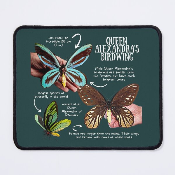 Item preview, Queen Alexandra's Birdwing Fun Facts designed and sold by KyleNesas.