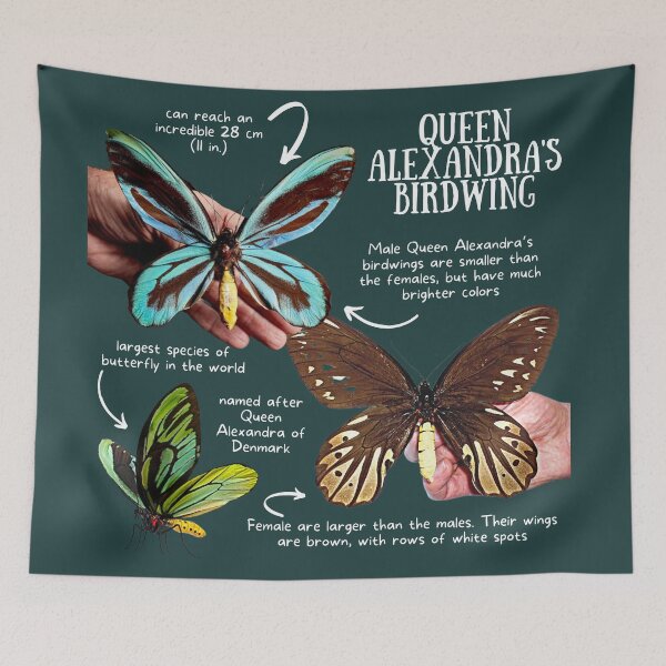 Item preview, Queen Alexandra's Birdwing Fun Facts designed and sold by KyleNesas.