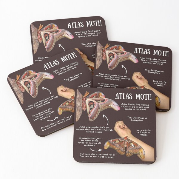 Item preview, Atlas Moth Fun Facts designed and sold by KyleNesas.
