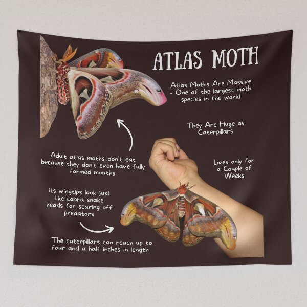 Item preview, Atlas Moth Fun Facts designed and sold by KyleNesas.
