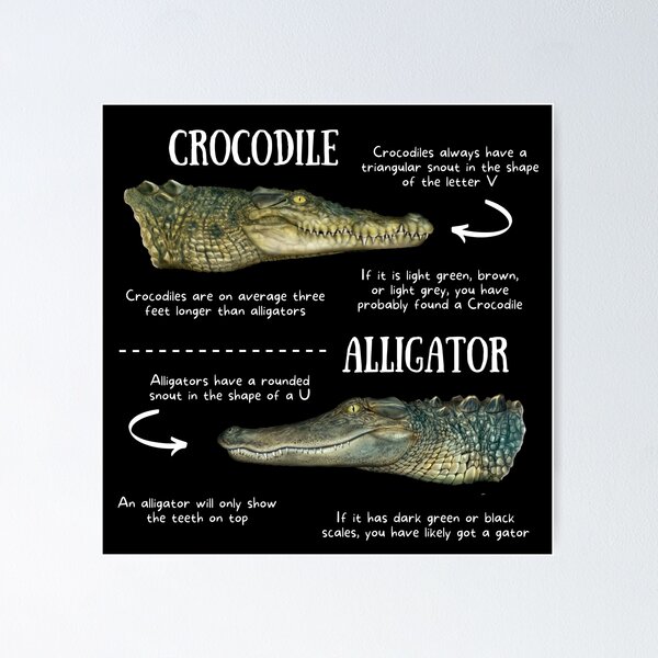 Funny Alligator and Crocodile Design Poster for Sale by Amy Hadden