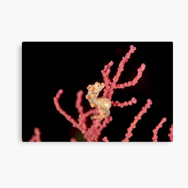 Yellow Pygmy Seahorse - Hippocampus bargibanti Canvas Print