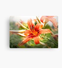 Wet Lily Canvas Print