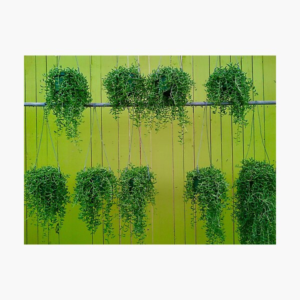 Item preview, Green Hanging Baskets designed and sold by Christine  Wilson Photos.