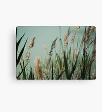 Reeds Canvas Print