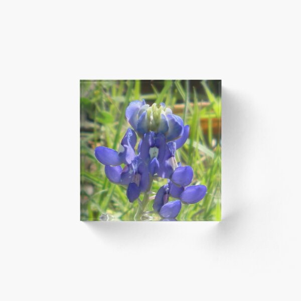 Bluebonnets Cope With The Cold! Acrylic Block