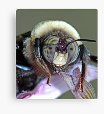 Bee Still ! Canvas Print
