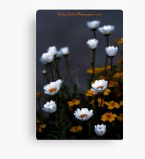 Marguerites Canvas Print