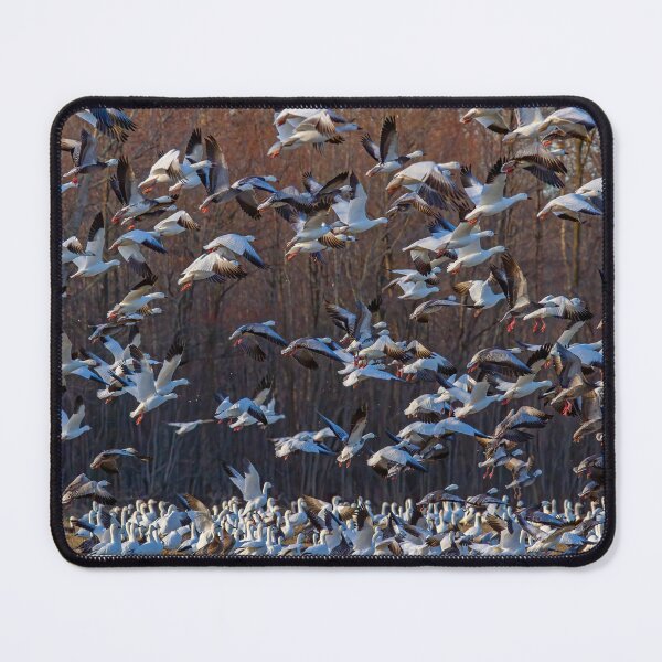 Item preview, Snow geese at sunrise designed and sold by James Cumming.