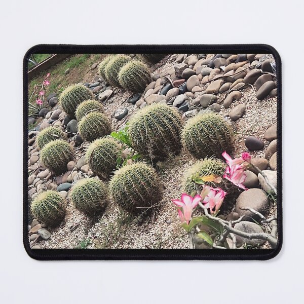 Item preview, cactus plants designed and sold by Mountizey.