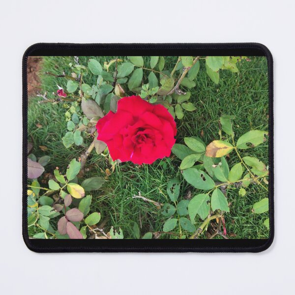 Item preview, red rose plant designed and sold by Mountizey.