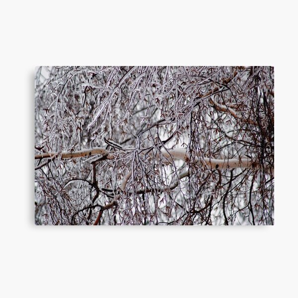 Winter-Frost-Tree Canvas Print