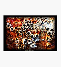 Barnacles Photographic Print