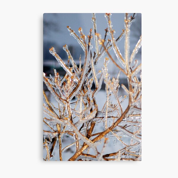 Winter-Frost-Tree Metal Print