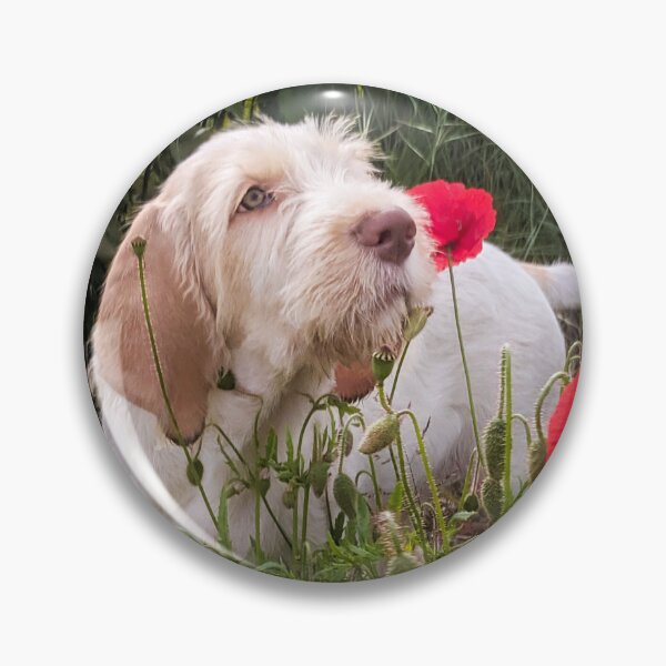 Item preview, Spinone puppy with poppies by heidiannemorris © designed and sold by FOLK ART FUSION by heidiannemorris.