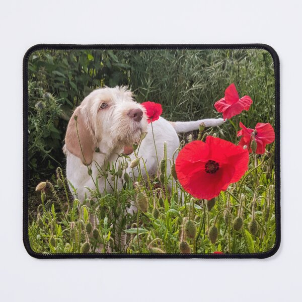 Item preview, Spinone puppy with poppies by heidiannemorris © designed and sold by FOLK ART FUSION by heidiannemorris.