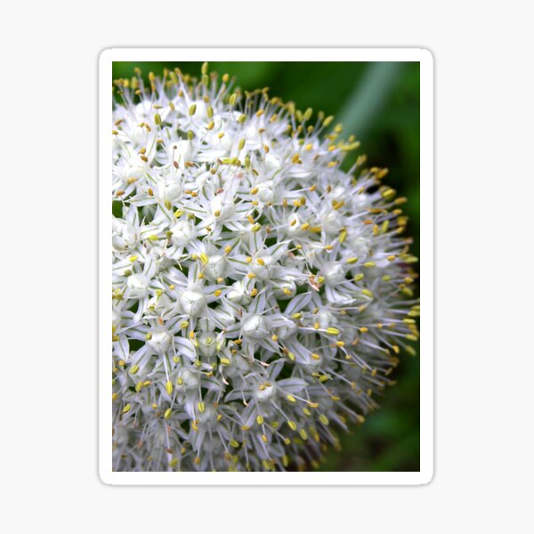 Opalescent Sticker