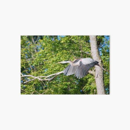 Grey Heron-Bird- Feathers Art Board Print