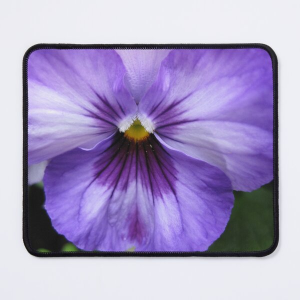 Item preview, Purple Pansy designed and sold by CapeCodGiftShop.