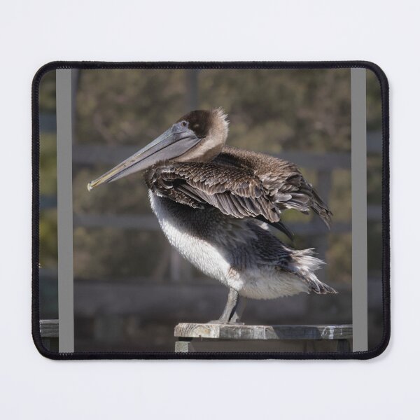 Item preview, Brown Pelican Triptych designed and sold by nbrandsberg.