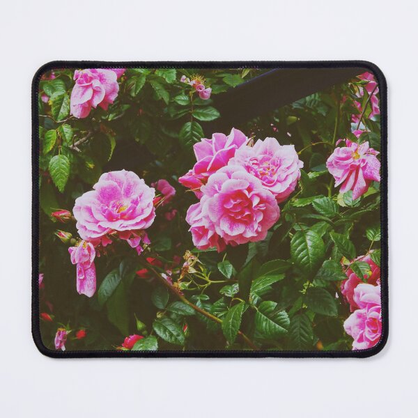 Item preview, Pink Roses Blooms - Vintage Nature Photography designed and sold by CarolinaReina.
