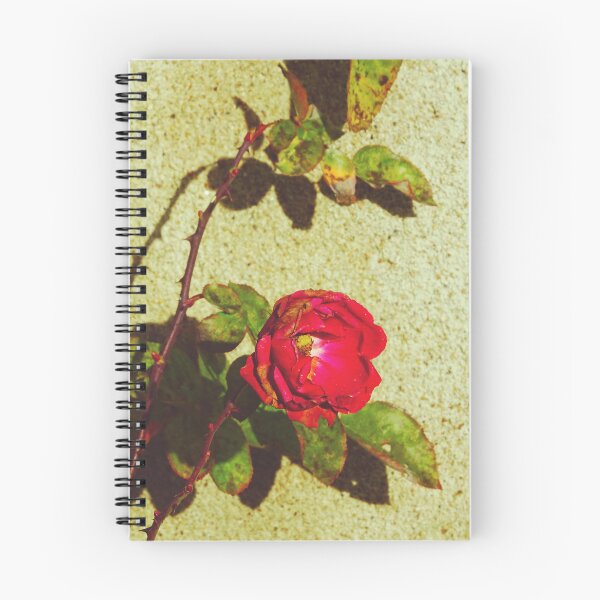 Item preview, Sunburned Withered Red Rose designed and sold by CarolinaReina.