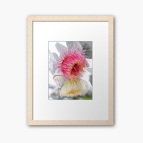 Item preview, Multicolor Eucalyptus rhodantha, pink and yellow flower, Rose mallee, light background, portrait format designed and sold by Kerstin Lembke.