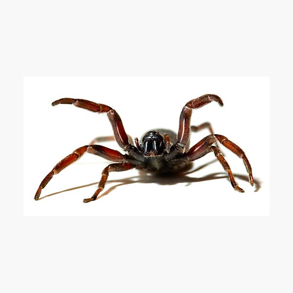 Wild White-Tail Photographic Print