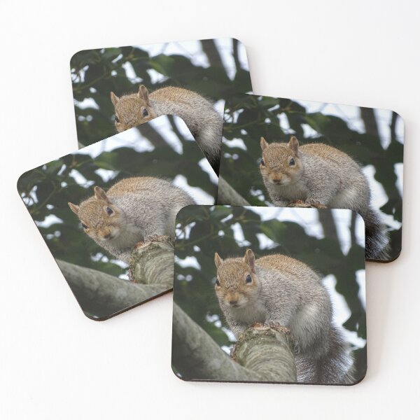 Item preview, Grey Squirrel on a branch. designed and sold by GingerMan2550.