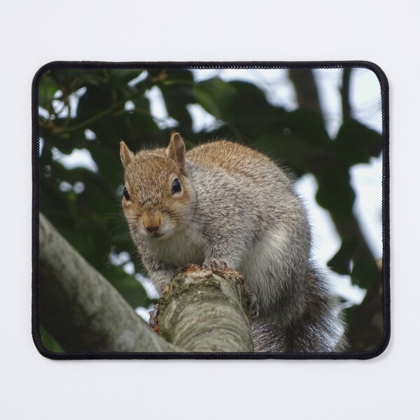 Item preview, Grey Squirrel on a branch. designed and sold by GingerMan2550.