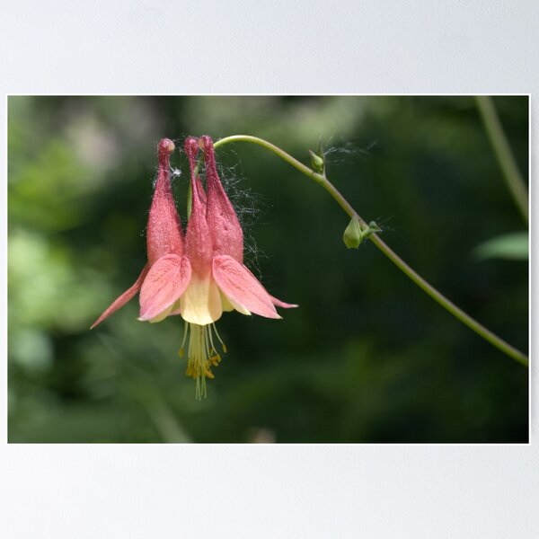 Item preview, Red Columbine 14 - Aquilegia canadensis - Forest Beauty - Late Springtime designed and sold by outdoorstudio.