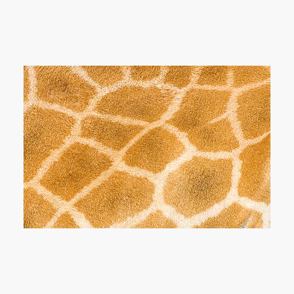 Giraffe Photographic Print