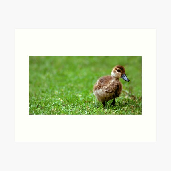 Shy Duckling Art Print